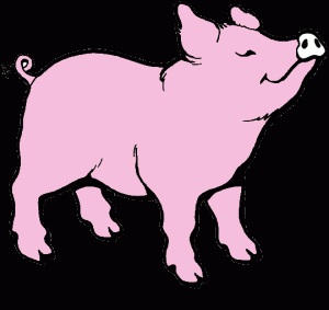 pig