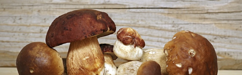 Mushroom Boletus over Wooden Background. Autumn Cep Mushrooms picking